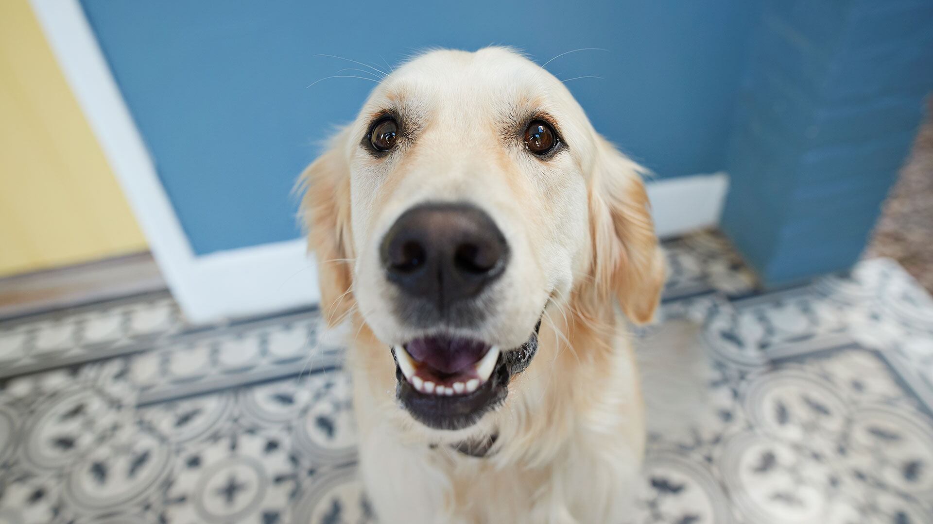 Los perros muestran la denominada sonrisa en situaciones de juego, sumisión o ansiedad, dependiendo del contexto y señales corporales