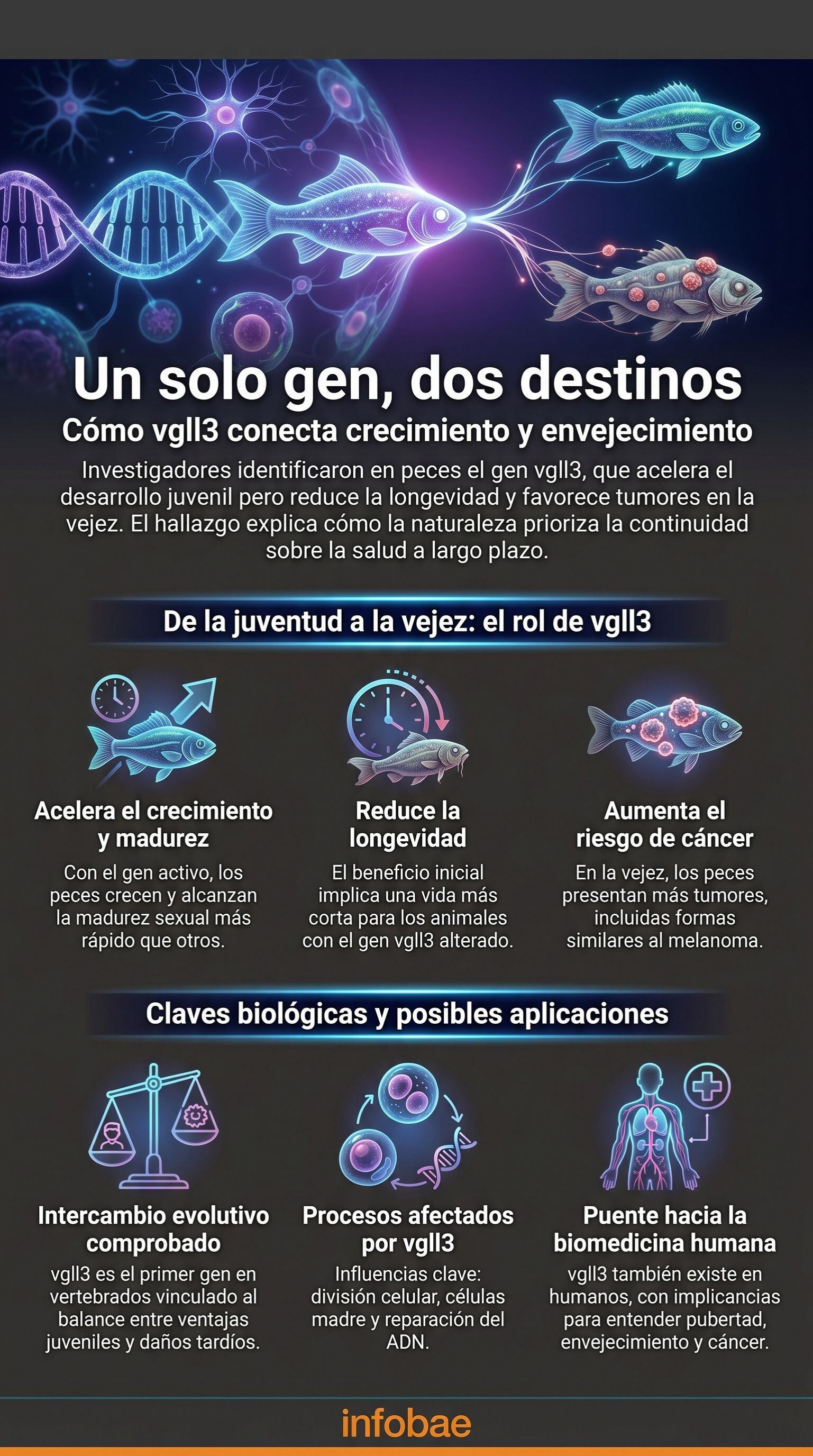 Esta infografía detalla cómo el gen vgll3 acelera el desarrollo y la reproducción temprana en peces, pero a su vez reduce la longevidad y eleva el riesgo de cáncer en la vejez, explicando el intercambio evolutivo (Imagen Ilustrativa Infobae)