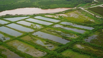 Vista aérea de campos verdes exuberantes e lagoas retangulares, ao lado de lagos e canais de cor ocre