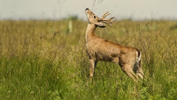 El venado de las Pampas es un cérvido de tamaño mediano que se ve amenazado