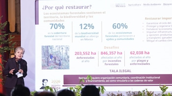 Gobierno buscará plantar mil 500 millones de árboles en un día: así será la Primera Jornada Nacional de Reforestación