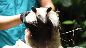 Tamanduá resgatado de um poste
