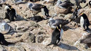 Cada año, miles de pingüinos de Magallanes emprenden una travesía épica desde Punta Tombo, en la Patagonia argentina, hacia los confines del Atlántico Sur
