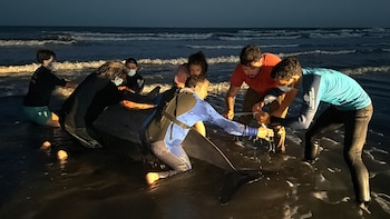 Apareció uno de los cetáceos
