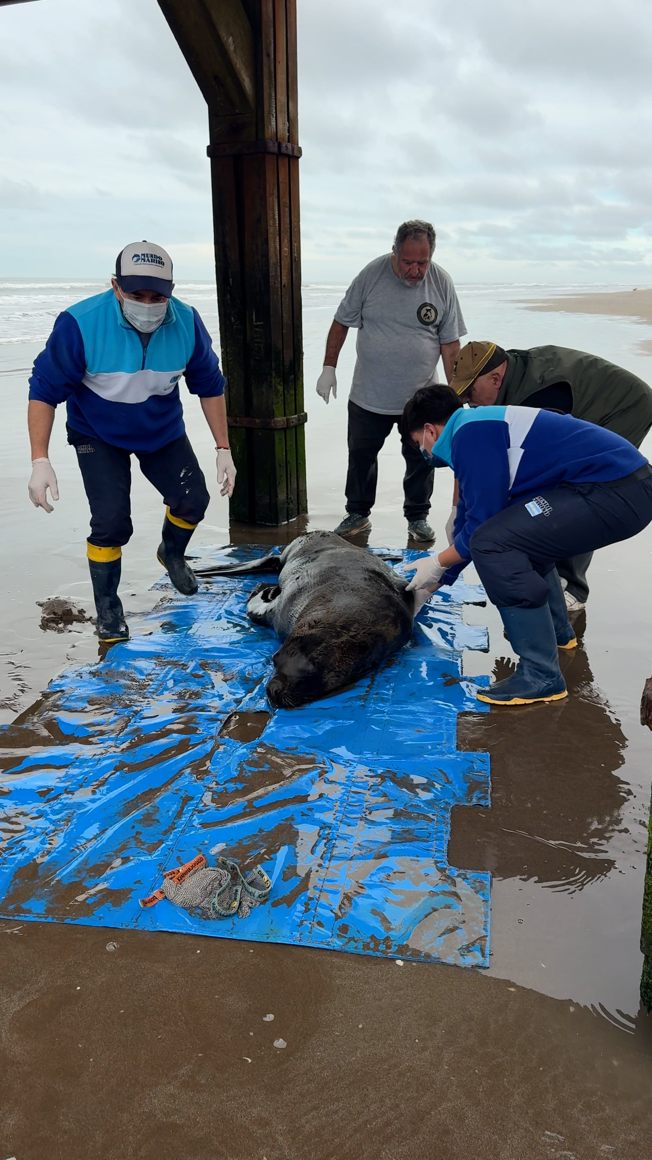 La necropsia determinó que el proyectil causó una fractura grave y una contusión pulmonar en el lobo marino.