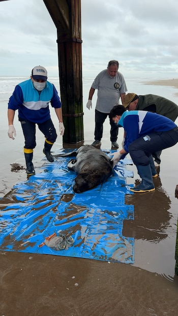 Encontraron un lobo marino con un disparo bajo el muelle de Santa Teresita: murió luego de agonizar durante días