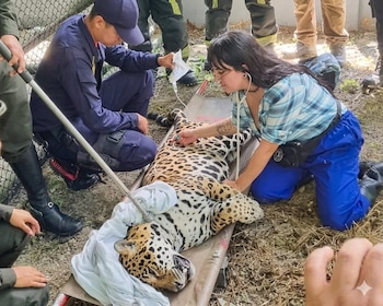 La fuga del jaguar fue detectada el jueves 18 de junio en el Centro de Atención y Valoración de Fauna Silvestre de Corpoamazonia tras hallarse un hueco en la estructura de resguardo - crédito X