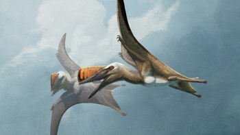 Un fósil de 147 millones