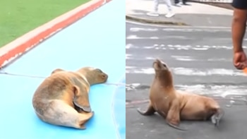 Lobos marinos aparecen en calles y parques de Ilo: habrían salido del litoral en busca de alimento