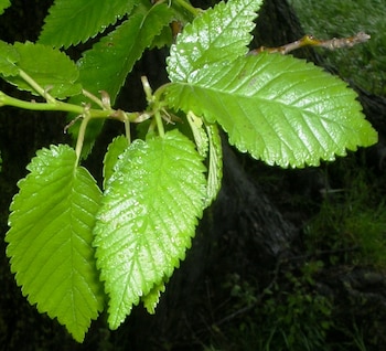 Hojas del olmo. (Wikimedia Commons)
