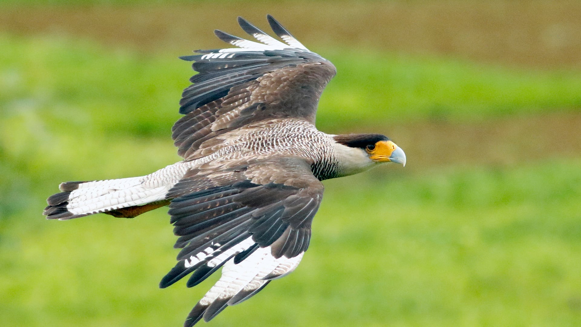 La presencia de aves rapaces, como el carancho, incrementa la variedad de especies en bandadas mixtas/GCBA