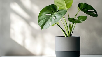 Planta Oreja de Elefante -