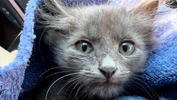 Scrunkle, gatos, razas de gatos, felinos, mascotas, animales, rescate animal, jardín