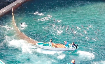 (Foto: DolphinProject.com)