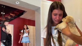 Un cachorrito de golden retriever fue el motivo de las lágrimas de emoción de una joven (TikTok)
