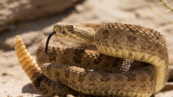 Costa Rica lanza aplicación móvil para identificar serpientes venenosas y actuar ante mordeduras