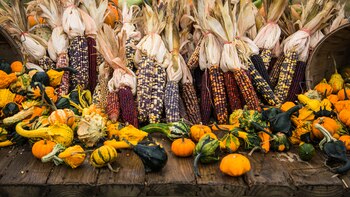 Festival del elote 2022: cuándo