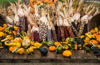 El Festival del Elote 2022