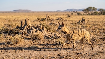 Un lobo de tierra con pelaje rayado camina sobre el suelo seco entre vegetación escasa y termiteros.