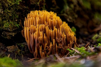Grupo de hongos amarillos anaranjados con forma de dedos, musgo verde, superficie oscura, hojarasca marrón en primer plano