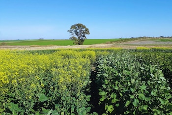 Los cultivares obtenidos gracias al