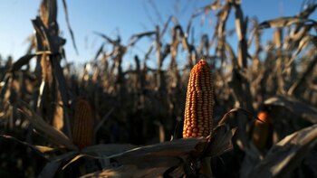 Suprema Corte avaló la suspensión