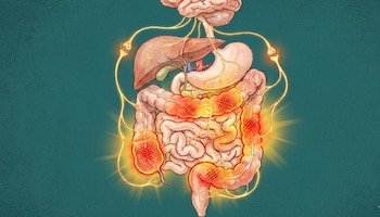 Ilustración anatómica del cerebro y el sistema digestivo humano conectados por nervios, con el intestino grueso y delgado resaltados en rojo y naranja