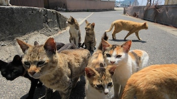 Develaron el macabro misterio de