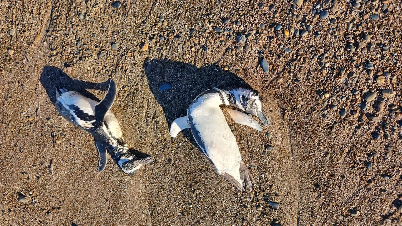 Las autoridades sanitarias y ambientales coordinan el monitoreo de las playas afectadas a la espera de resultados que determinen la causa de las muertes