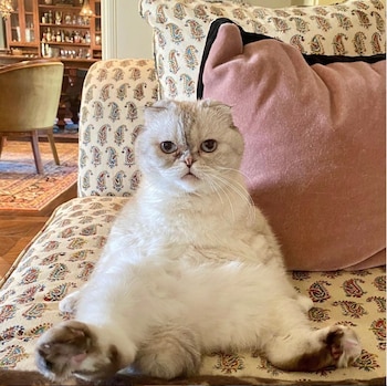 Olivia gatos famosos (Foto: Instagram/taylorswift)
