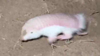 El hallazgo fue confirmado por