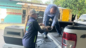 Una mujer resguardó 24 tortugas morrocoy que iban a ser comercializadas ilegalmente y consumidas