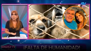 Magaly Medina cuestiona a Sergio Baigorria por 50 animales abandonados: “¿Qué comen?, no es un buen ser humano”