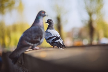 Dos palomas se posan sobre una barandilla de piedra en una parque