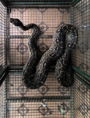 Se despertaron en la madrugada y encontraron una serpiente de casi dos metros en su casa - Image 1