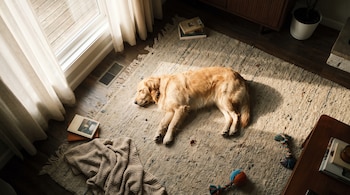 Un perro Golden Retriever descansa en una alfombra de sala. Se ven una ventana con cortinas, libros apilados, una manta, un juguete y un mueble de madera.