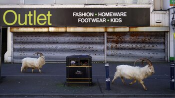 Cabras de montaña anduvieron por