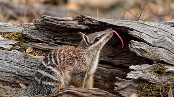 Numbat con pelaje rojizo y blanco y rayas negras, con cabeza arriba y lengua rosada extendida, junto a un tronco de madera con musgo.