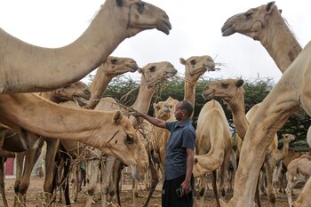 leche de camello somalia