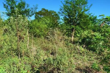 Técnicos recomiendan acciones tempranas y