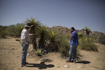 El extracto que se obtiene del tallo de la yucca, tiene diversos usos tradicionales e industriales. (Foto: OMAR MARTÍNEZ/CUARTOSCURO.COM)