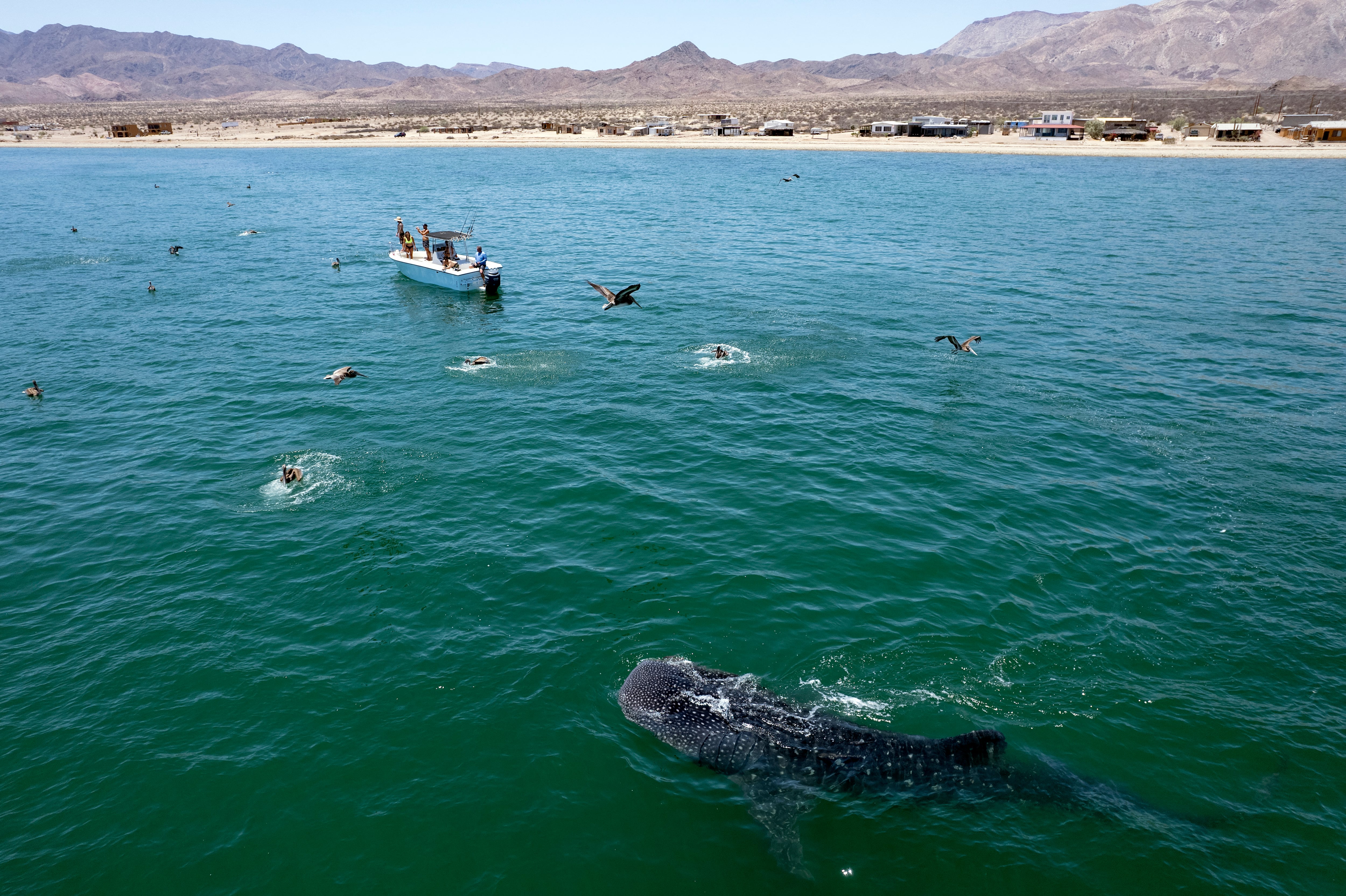 Está en la Lista Roja de la UICN como especie en peligro, enfrenta amenazas como pesca accidental, contaminación y cambio climático (Guillermo Arias / AFP)