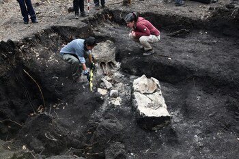 Hallazgos de restos de un