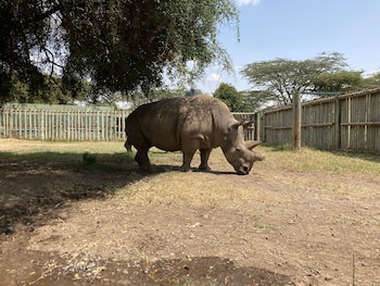 ARCHIVO - Fatu, un rinoceronte