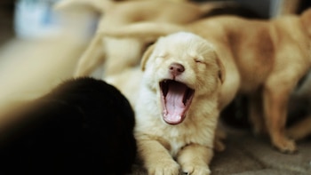Cachorro de perro. (Canva)