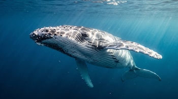 Una ballena jorobada nada sumergida bajo la luz del sol que atraviesa la superficie del agua azul.