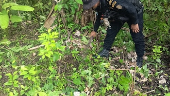 Agentes antinarcóticos en Guatemala incineran plantaciones ilícitas y afectan finanzas del narcotráfico en el norte del país