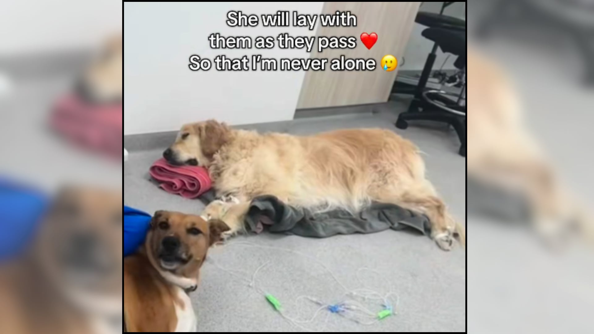 Nala, la perrita que acompaña a otros perros que se enfrentan solos a la eutanasia (@vet_lauren_)