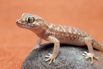 Un geco de piel moteada y grandes ojos apoyado sobre una piedra redonda frente a una superficie de arena rojiza