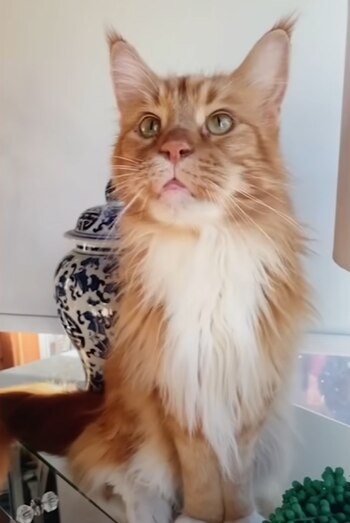 Alimentar a Finn representa un